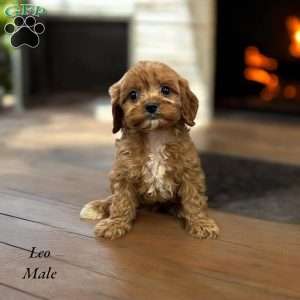 Leo, Cavapoo Puppy